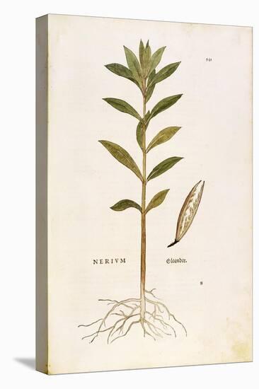 Oleander (Nerium Oleander) by Leonhart Fuchs from De Historia Stirpium Commentarii Insignes (Notabl-null-Premier Image Canvas