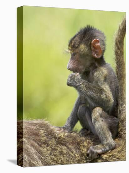 Olive Baboon Infant Riding on its Mother's Back, Serengeti National Park, Tanzania, East Africa-James Hager-Premier Image Canvas