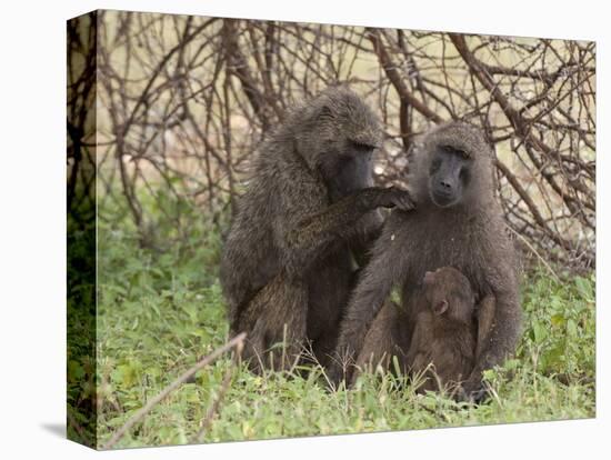 Olive Baboon (Papio Anubis), Samburu National Park, Kenya, East Africa, Africa-Sergio Pitamitz-Premier Image Canvas