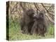 Olive Baboon (Papio Anubis), Samburu National Park, Kenya, East Africa, Africa-Sergio Pitamitz-Premier Image Canvas