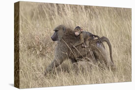 Olive Baboon (Papio Cynocephalus Anubis) Infant Riding-James Hager-Premier Image Canvas