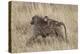 Olive Baboon (Papio Cynocephalus Anubis) Infant Riding-James Hager-Premier Image Canvas