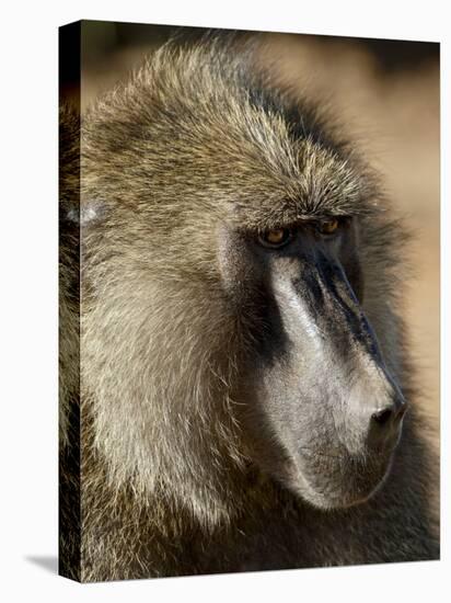 Olive Baboon, Samburu National Reserve, Kenya, East Africa, Africa-James Hager-Premier Image Canvas