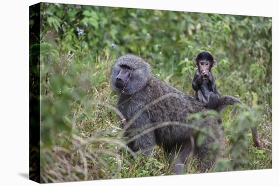 Olive baboon with baby on back (Papio anubis), Arusha National Park, Tanzania, East Africa, Africa-Ashley Morgan-Premier Image Canvas