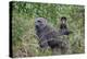 Olive baboon with baby on back (Papio anubis), Arusha National Park, Tanzania, East Africa, Africa-Ashley Morgan-Premier Image Canvas