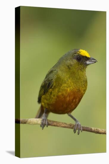 Olive-Backed Euphonia-Mary Ann McDonald-Premier Image Canvas