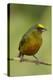 Olive-Backed Euphonia-Mary Ann McDonald-Premier Image Canvas