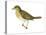 Olive-Backed Thrush (Catharus Ustulatus), Birds-Encyclopaedia Britannica-Stretched Canvas