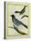 Olive-Green Tanager and Black-Chinned Antbird-Georges-Louis Buffon-Premier Image Canvas