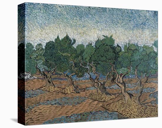 Olive Grove, 1889-Vincent van Gogh-Stretched Canvas