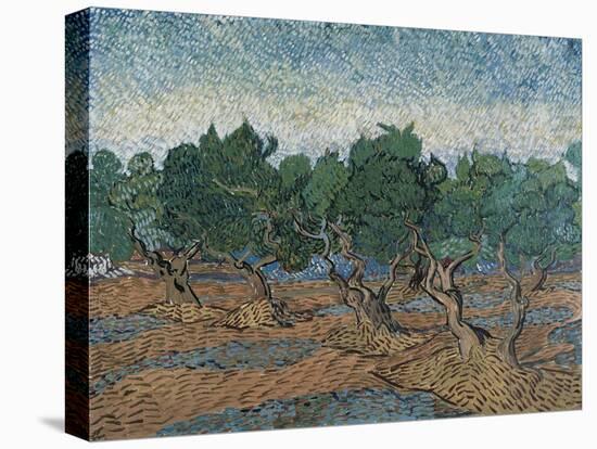 Olive Grove, 1889-Vincent van Gogh-Premier Image Canvas