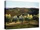 Olive Grove in Italy-Helen J. Vaughn-Premier Image Canvas