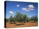 Olive Grove Near Ronda, Andalucia, Spain-Michael Busselle-Premier Image Canvas