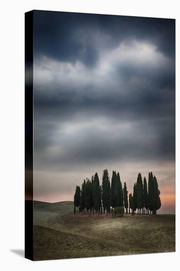 Olive Groves and Vineyards of the Monticiano Area-Terry Eggers-Premier Image Canvas