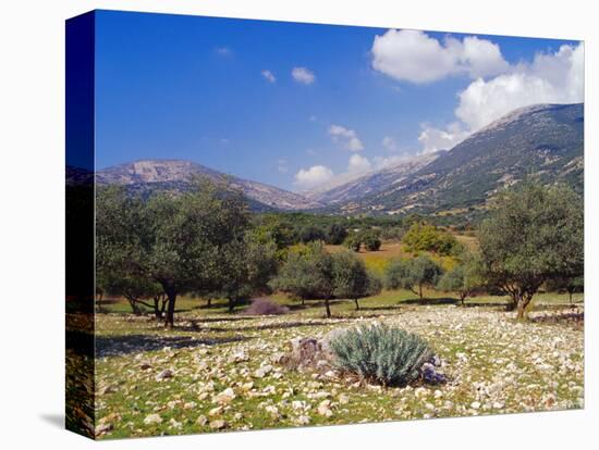 Olive Groves, Cephalonia, Ionian Islands, Greece, Europe-Jonathan Hodson-Premier Image Canvas