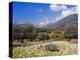 Olive Groves, Cephalonia, Ionian Islands, Greece, Europe-Jonathan Hodson-Premier Image Canvas