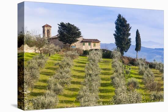 Olive Groves, Cercina, Firenze Province, Firenze, Tuscany, Italy-Nico Tondini-Premier Image Canvas