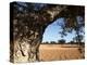 Olive Groves, Gabes, Tunisia, North Africa, Africa-Dallas & John Heaton-Premier Image Canvas