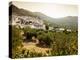 Olive Groves, Zuheros, Near Cordoba, Andalucia, Spain, Europe-Giles Bracher-Premier Image Canvas