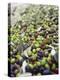 Olive Harvest (Tenuta San Vito, Tuscany, Italy)-Hans-peter Siffert-Premier Image Canvas