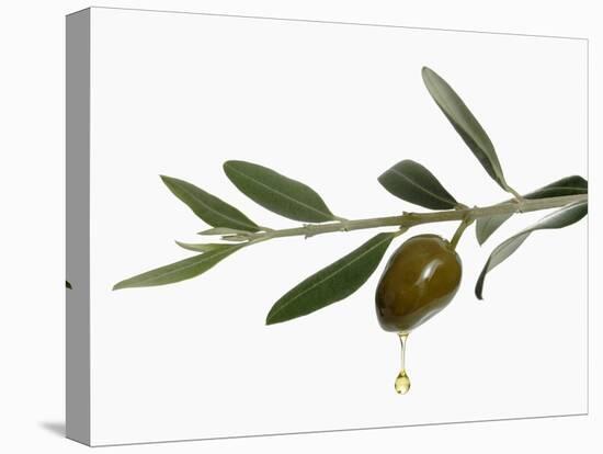 Olive Oil Dripping from Olive on Branch-Kröger & Gross-Premier Image Canvas
