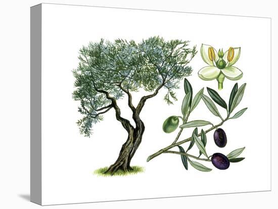 Olive (Olea Europaea)-Giglioli E.-Premier Image Canvas