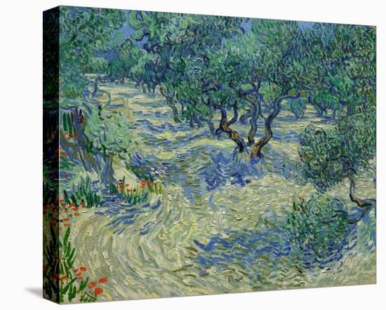 Olive Orchard, 1889-Vincent van Gogh-Stretched Canvas