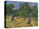 Olive Orchard Mid-June, 1889-Vincent van Gogh-Premier Image Canvas
