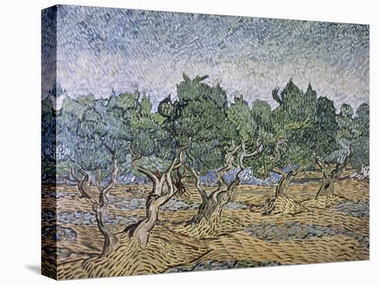 Olive Orchard, Violet Soil-Vincent van Gogh-Premier Image Canvas