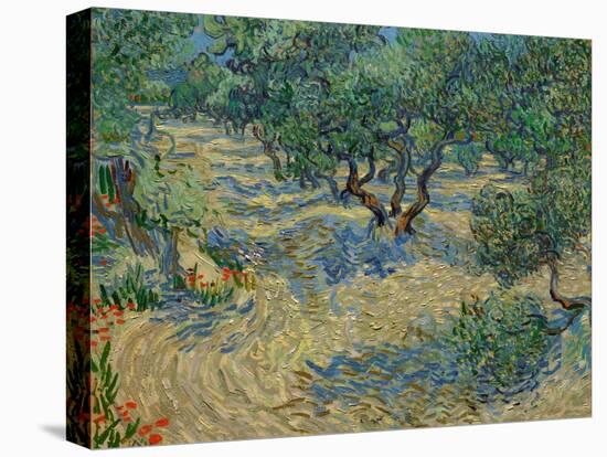 Olive Orchard-Vincent van Gogh-Premier Image Canvas