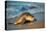 Olive ridley turtle coming ashore at dawn to lay eggs, Mexico-Tui De Roy-Premier Image Canvas