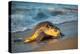 Olive ridley turtle coming ashore at dawn to lay eggs, Mexico-Tui De Roy-Premier Image Canvas