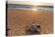 Olive Ridley Turtle Hatchling, Baja, Mexico-Paul Souders-Premier Image Canvas