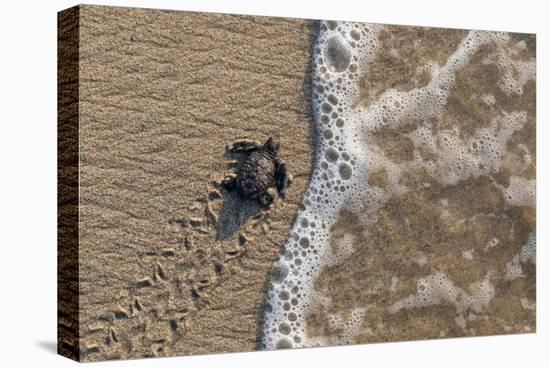 olive ridley turtle newborn hatchling arriving at pacific ocean-claudio contreras-Premier Image Canvas