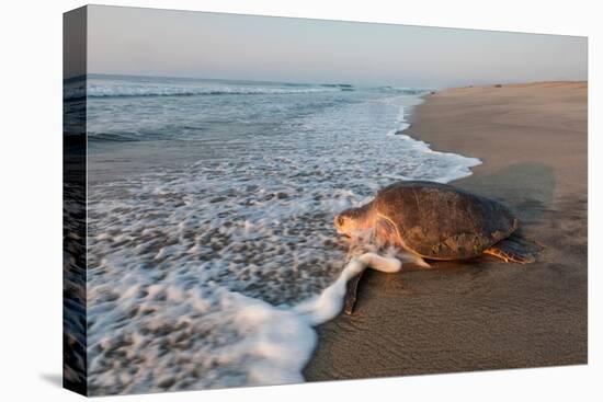 olive ridley turtle returning to ocean after mass nesting event-claudio contreras-Premier Image Canvas