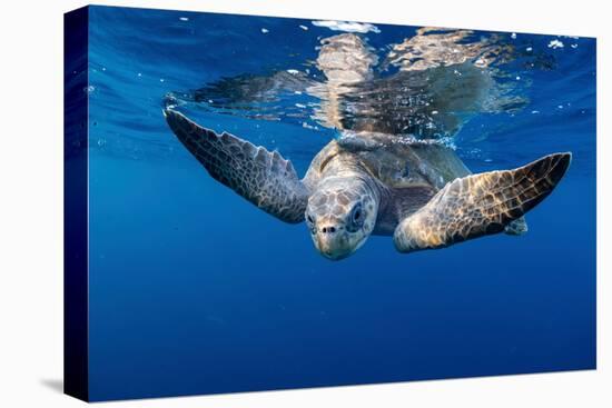 Olive ridley turtle swimming close to the surface, Mexico-Tui De Roy-Premier Image Canvas