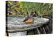 Olive Thrush Bathing in Birdbath-Alan J. S. Weaving-Premier Image Canvas