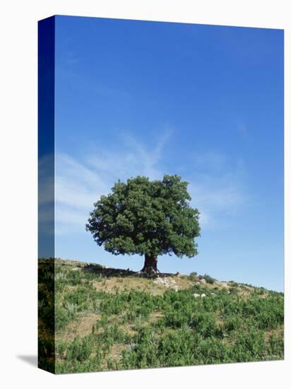 Olive Tree, Crete, Greece-Doug Pearson-Premier Image Canvas