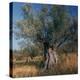 Olive Tree in Sicily-CM Dixon-Premier Image Canvas