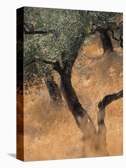 Olive Tree, Turkey-Jon Arnold-Premier Image Canvas