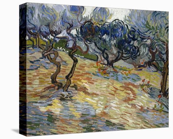 Olive Trees, 1889-Vincent van Gogh-Stretched Canvas