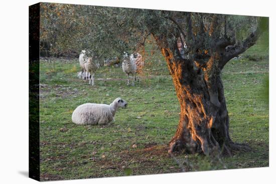 Olive Trees at Deia, Sheep, Majorca, the Balearic Islands, Spain-Rainer Mirau-Premier Image Canvas