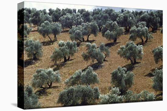 Olive Trees Casting Sharply Etched Shadows on Red Brown Earth Along Malaga Granada Road-Loomis Dean-Premier Image Canvas