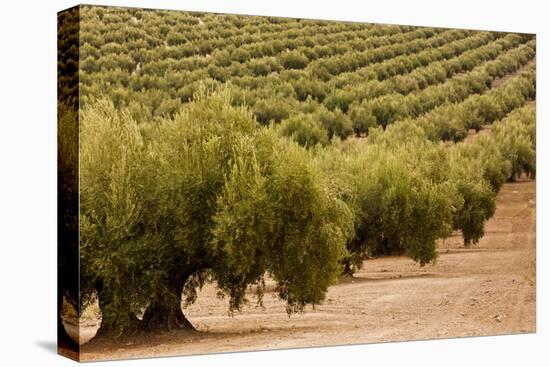 Olive trees in a field, Jaen, Jaen Province, Andalusia, Spain-null-Premier Image Canvas