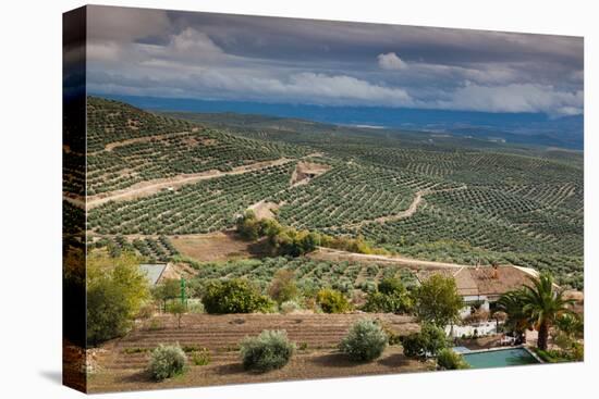 Olive trees in a field, Ubeda, Jaen Province, Andalusia, Spain-null-Premier Image Canvas
