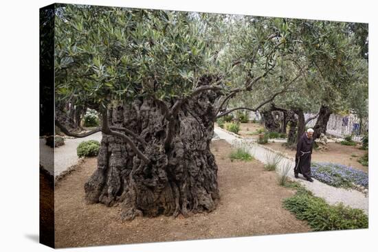 Olive Trees in the Garden of Gethsemane, Jerusalem, Israel, Middle East-Yadid Levy-Premier Image Canvas