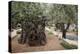 Olive Trees in the Garden of Gethsemane, Jerusalem, Israel, Middle East-Yadid Levy-Premier Image Canvas