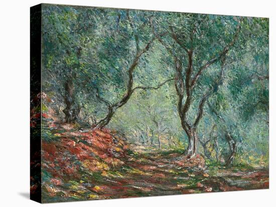 Olive Trees in the Moreno Garden; Bois D'oliviers Au Jardin Moreno, 1884 (Oil on Canvas)-Claude Monet-Premier Image Canvas