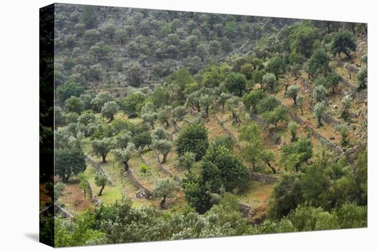 Olive Trees, Majorca, the Balearic Islands, Spain-Rainer Mirau-Premier Image Canvas