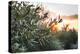 Olive Trees on Sunset. Sun Rays-Deyan Georgiev-Premier Image Canvas